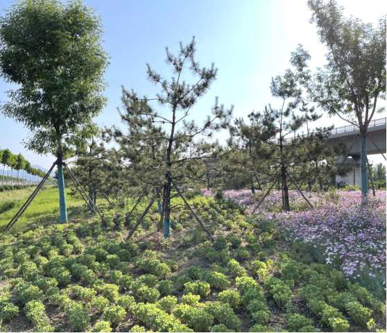 山东项目实景照片
